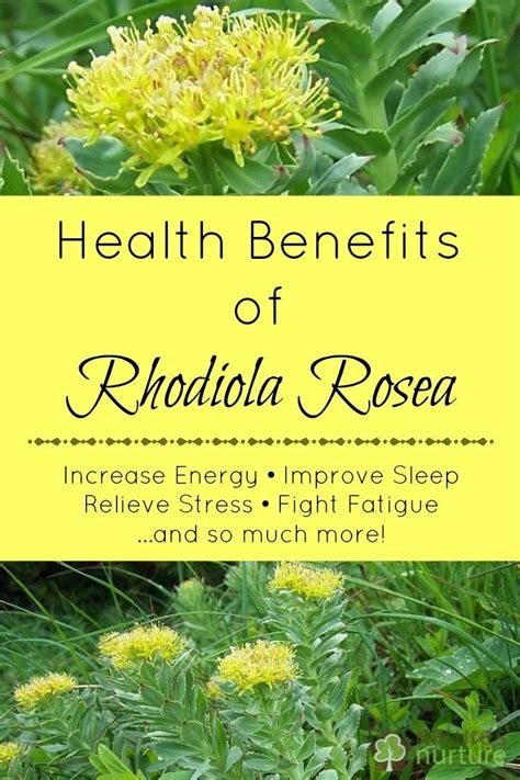 Rhodiola Rosea Benefits—Anti.